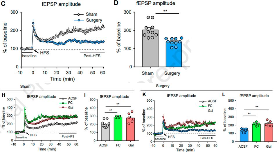 Neuropharm:研究发现手术后海马突触可塑性和认知功能受损有关