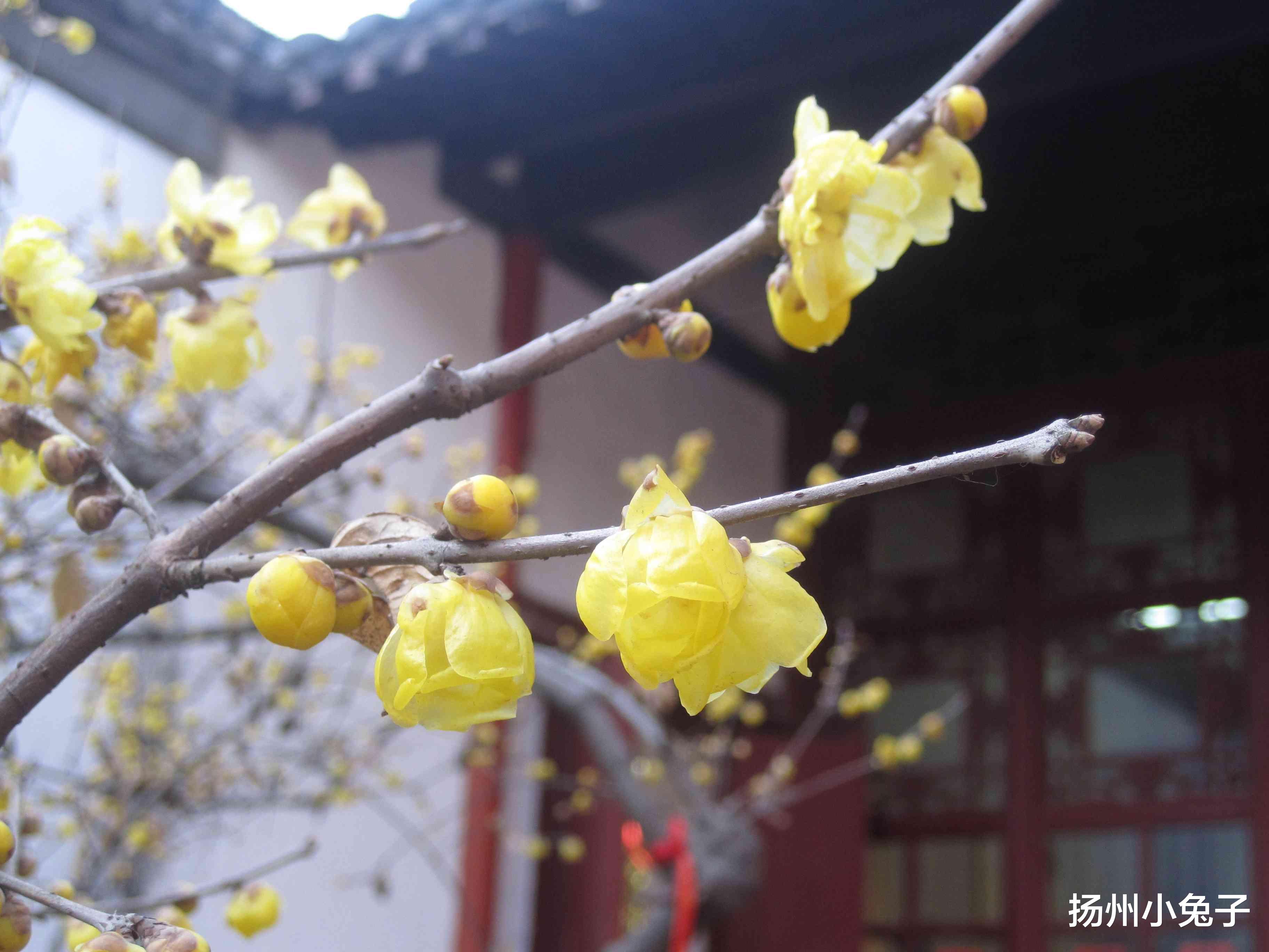 琵琶|偶听到“春江花月夜”，勾起生命中最难忘的记忆