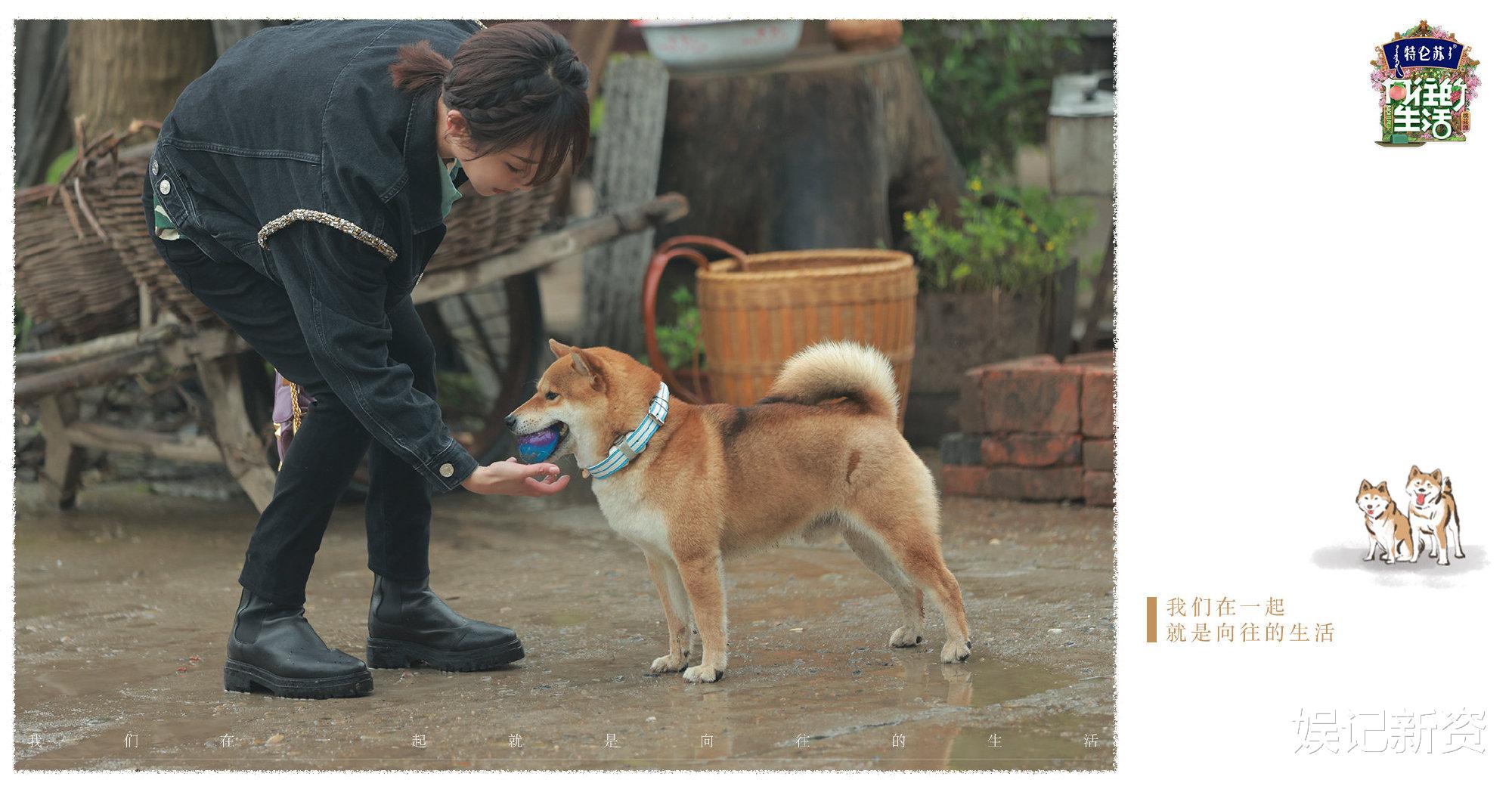 杨紫|杨紫录制《你好星期六》,再现双马尾造型,网友直呼好有少女感