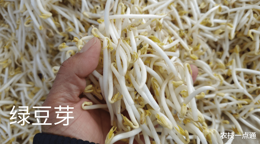 发的豆芽变绿是什么原因引起的？变绿的豆芽还能吃吗？如何预防？