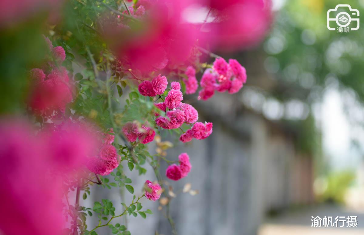 鲜花|重庆潼南最美农家院，鲜花满院墙，楼顶是花园，或成小众网红景点
