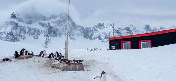 招聘|南极洲招人“数企鹅”，没wifi还得给企鹅铲屎，却有6000人抢着去！