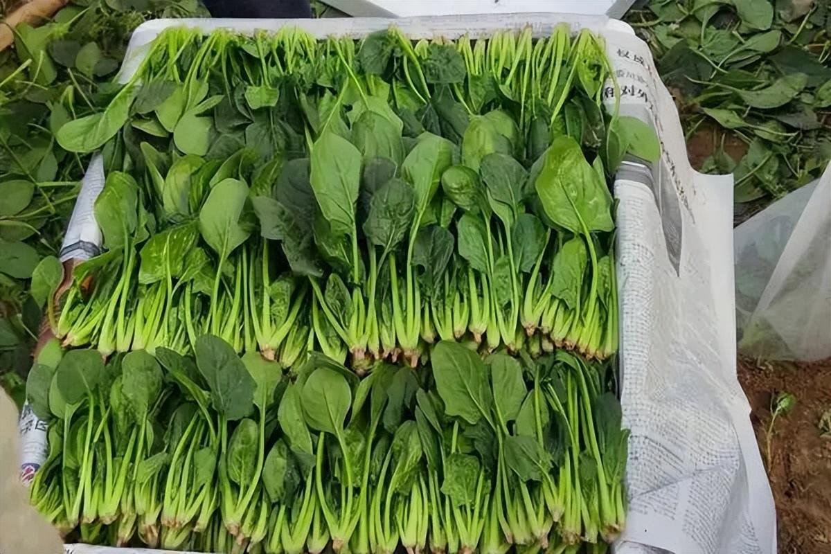 冬天买菠菜时，牢记分清“圆叶”和“尖叶”，买错区别大，还难吃