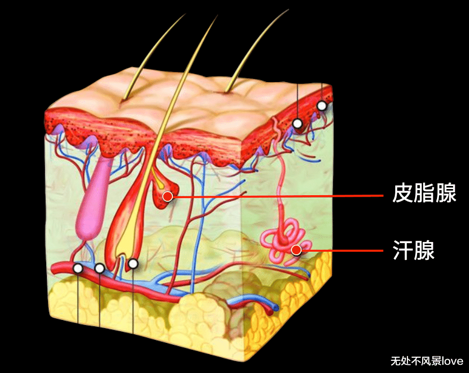 博士用自己的血一天喂3000只蚊子,终一作发Nature揭示“蚊子怎么只咬你”