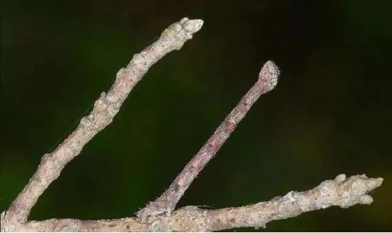 动物趣闻:昆虫的习性如何的,如何看待它们的行为?