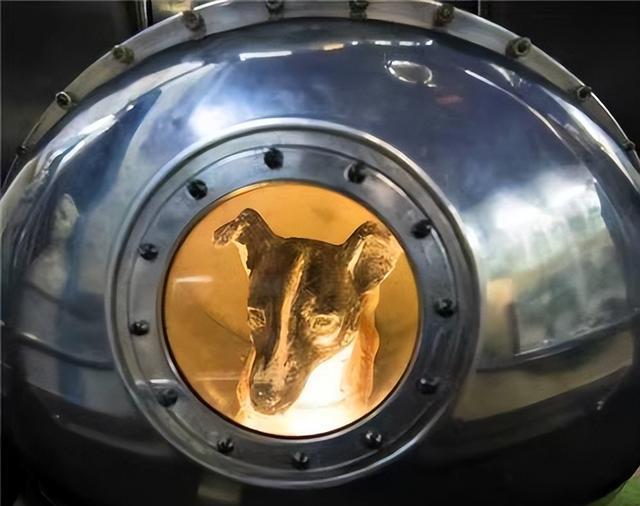 首只进入太空的狗,在宇宙滞留六十多年,人类为什么要毒死它?