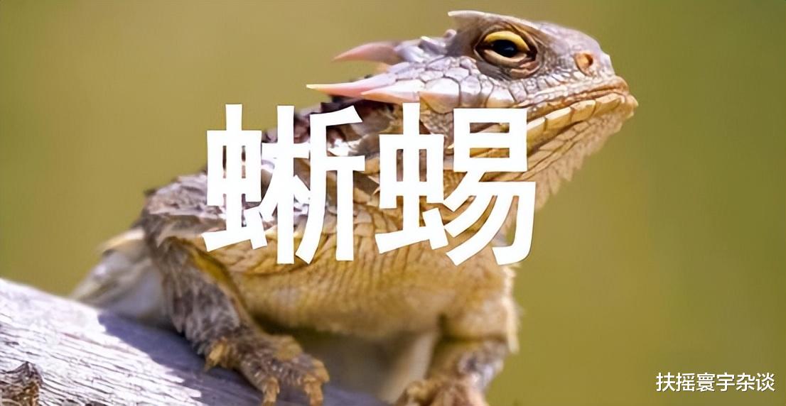 世界上11种带有尖刺的蜥蜴,有些眼睛还能喷血吓唬捕猎者
