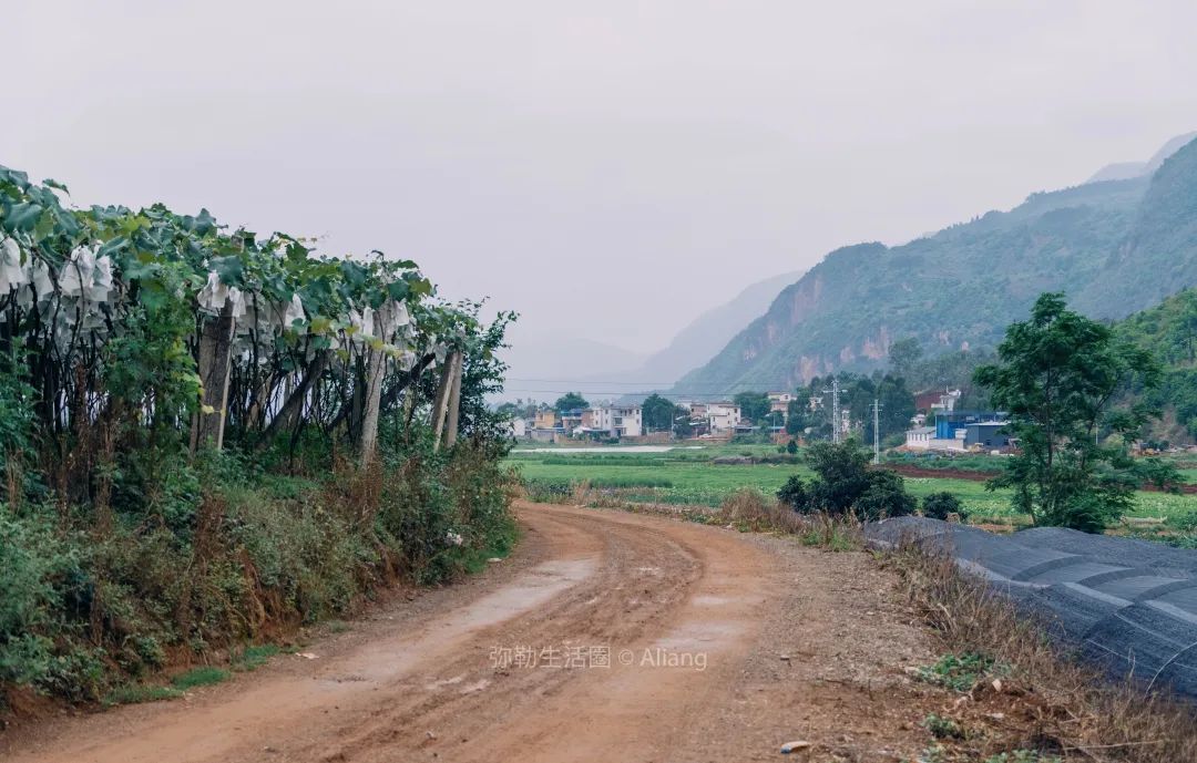 山水画|红河州城外山脚下的农庄，风景美如山水画，荷塘、烧烤、钓鱼，20分钟抵达