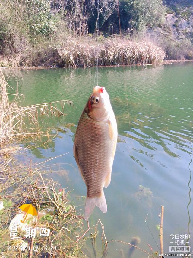 |做钓南山潭,久违的小板鲫连竿。