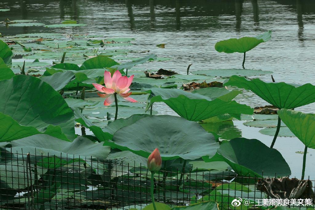 荷花|接天莲叶无穷碧，映日荷花别样红 |  荷花盛开，美在当夏