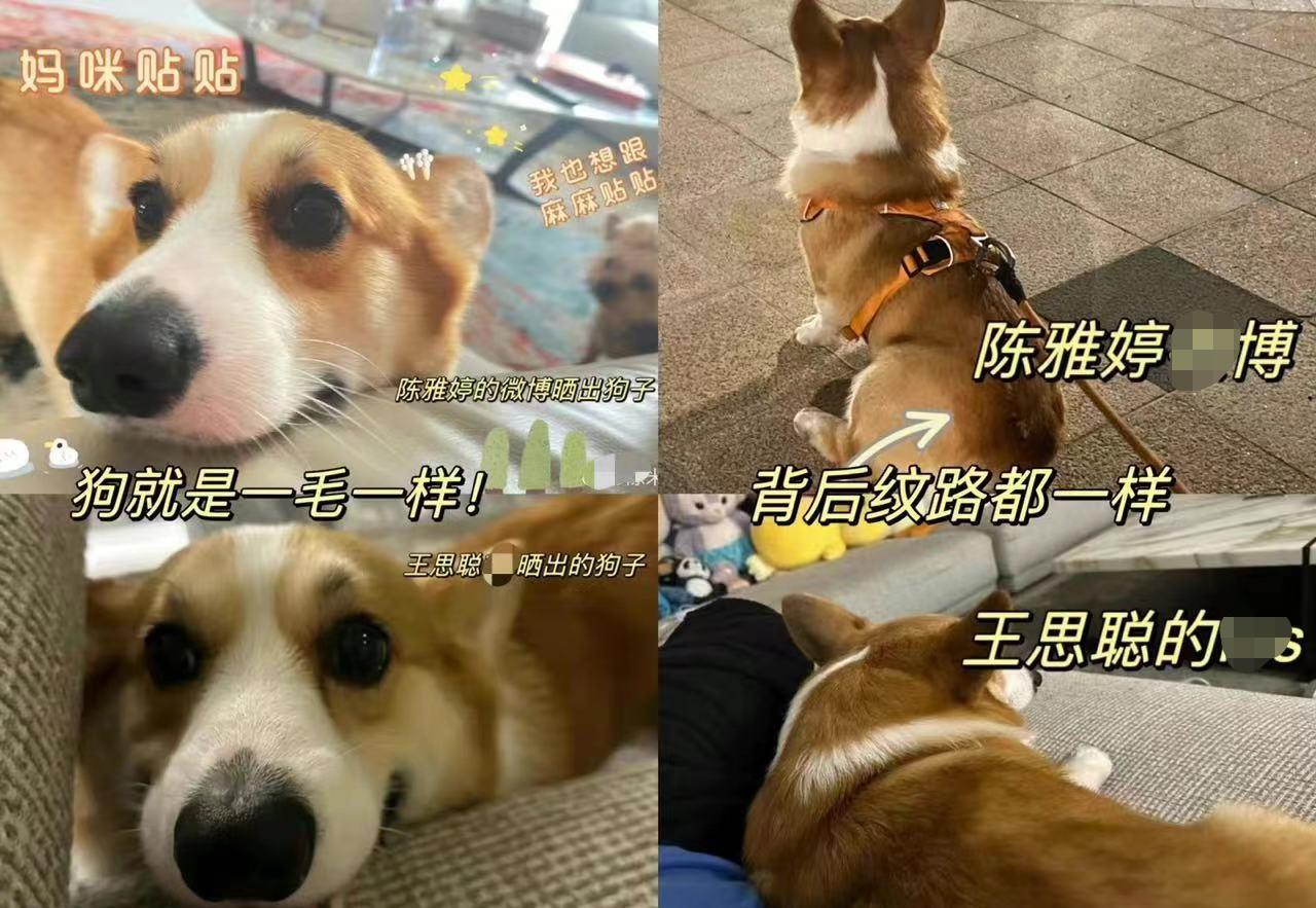 王思聪|34岁王思聪疑与演员女友复合！女方身材姣好，肤白貌美气质上佳