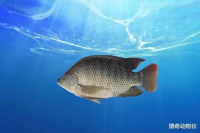 |为什么许多人喜欢把钓到的小鱼扔在岸边，而不是放掉？有何利弊？