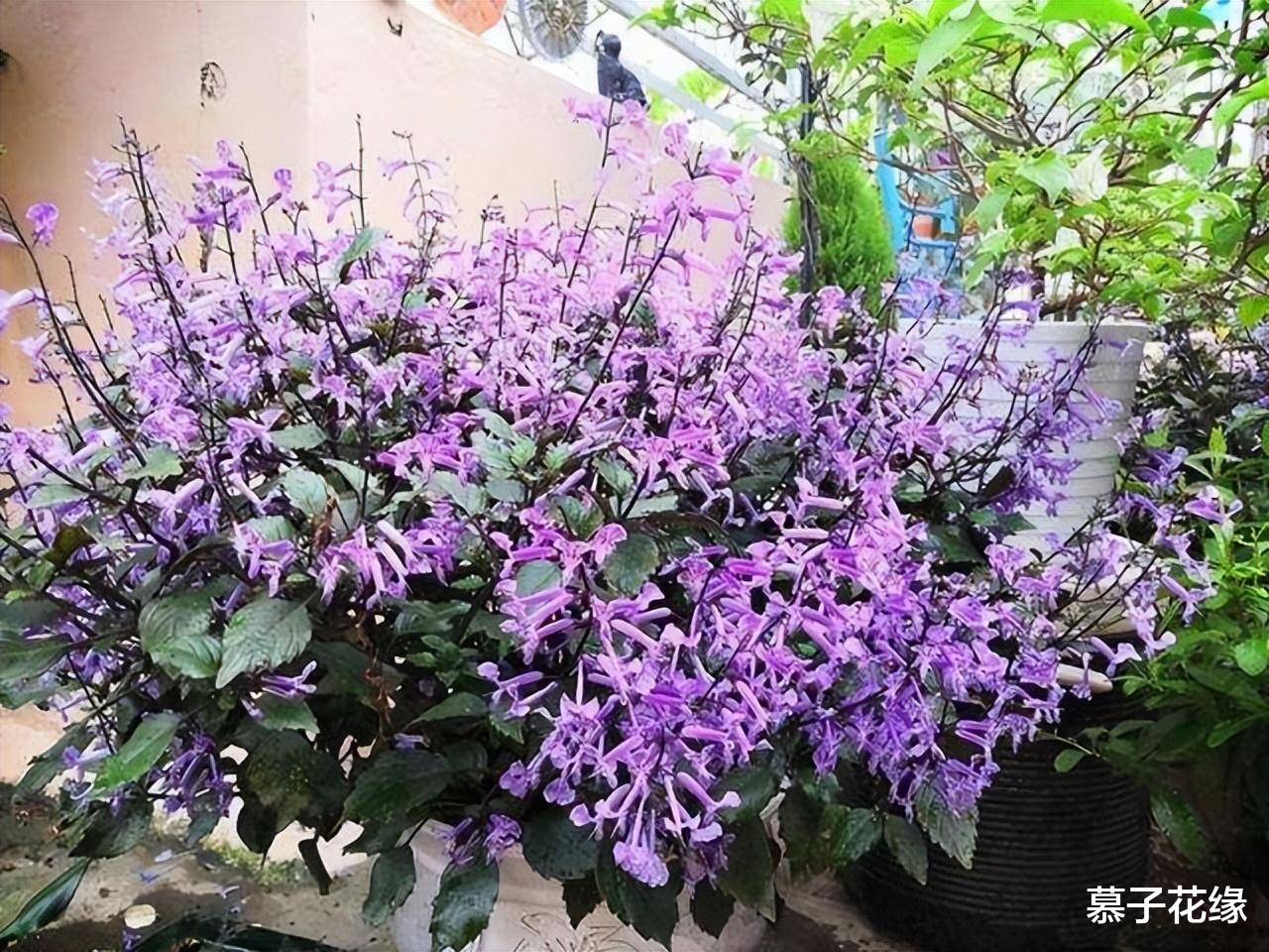5种花草,养在卧室,装饰家居的同时,还能净化空气、助睡眠