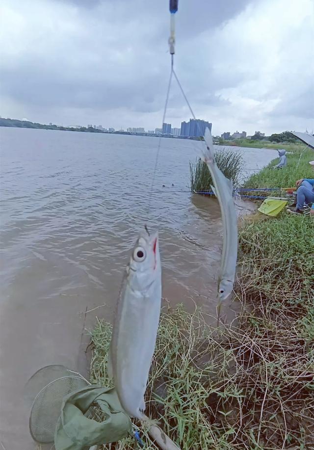|男子东江野钓“双飞”,一条长嘴怪鱼引来钓友围观,有人认识吗?