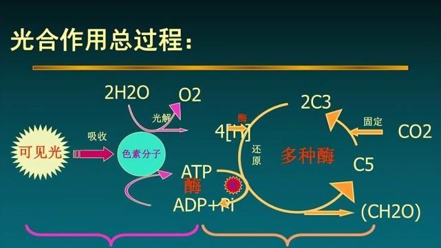 解读发生在万亿分之一秒的光合作用,我们的传统认知土崩瓦解!