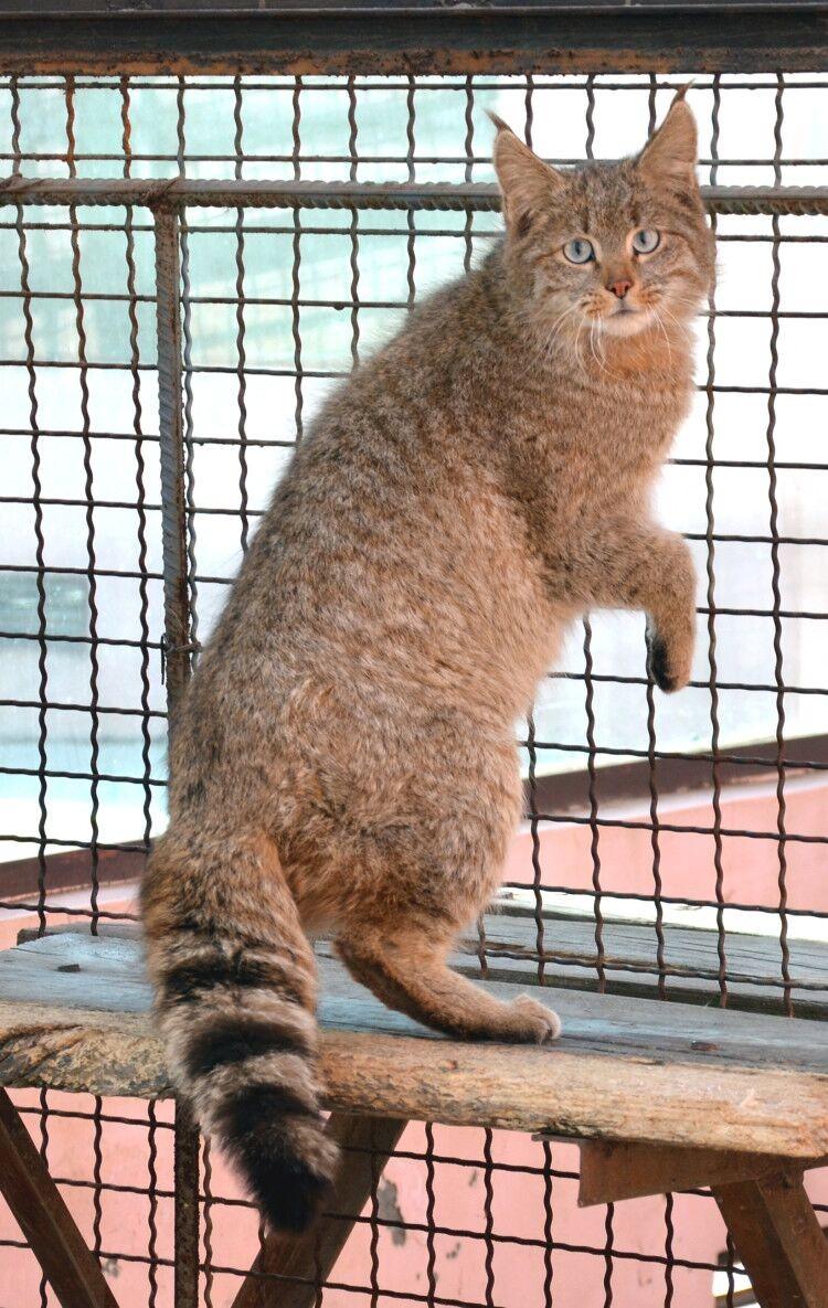 荒漠猫到底是什么?为何会被称为最神秘、最难养的猫科动物?