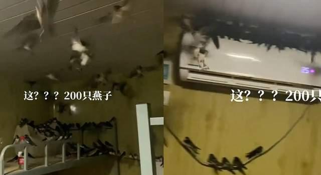 上百只燕子进屋不肯离去,男子为其开空调取暖,怎么不飞回南方?