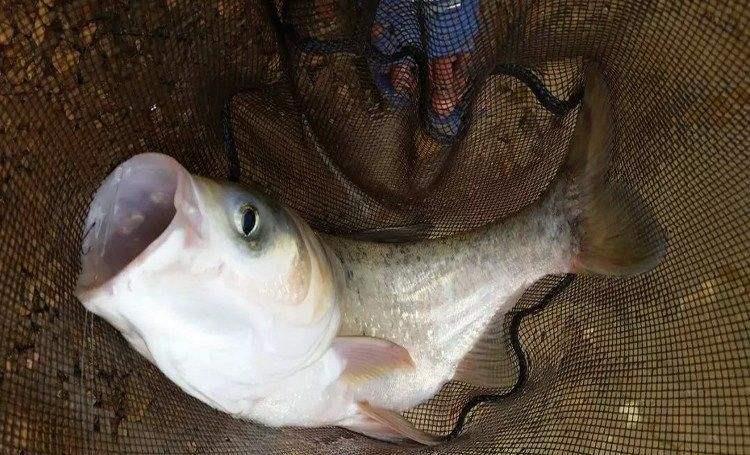 农业部|国内首次：生态捕捞，禁钓不禁捕，钓鱼人何去何从？