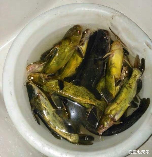 |垂钓黄辣丁需要“打窝”吗？把鱼窝做好了，黄辣丁咬钩更频繁