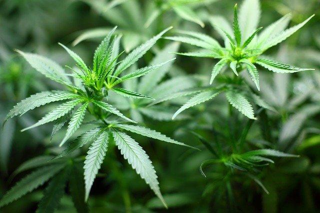 大麻抗新冠?美国大麻商人这篇文章暴露了真实意图……