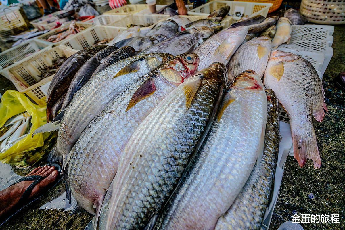 几条鳄雀鳝就被吓到,原始丛林里,鳄雀鳝很难成为生物链顶端生物