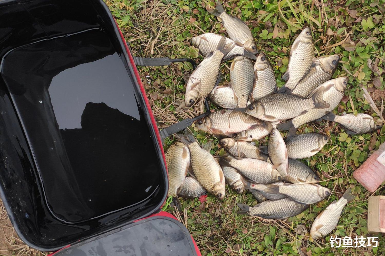 鲫鱼|初春钓鲫鱼的4个关键点,天时、地利、线组和鱼饵