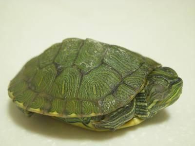小乌龟睡觉是在水里还是岸上