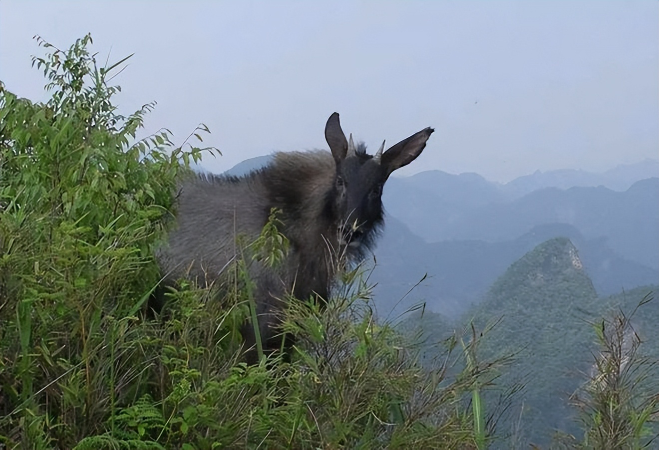 真罕见!多只“天马”惊现湖北,在乱石间奔跑,这预示着什么?