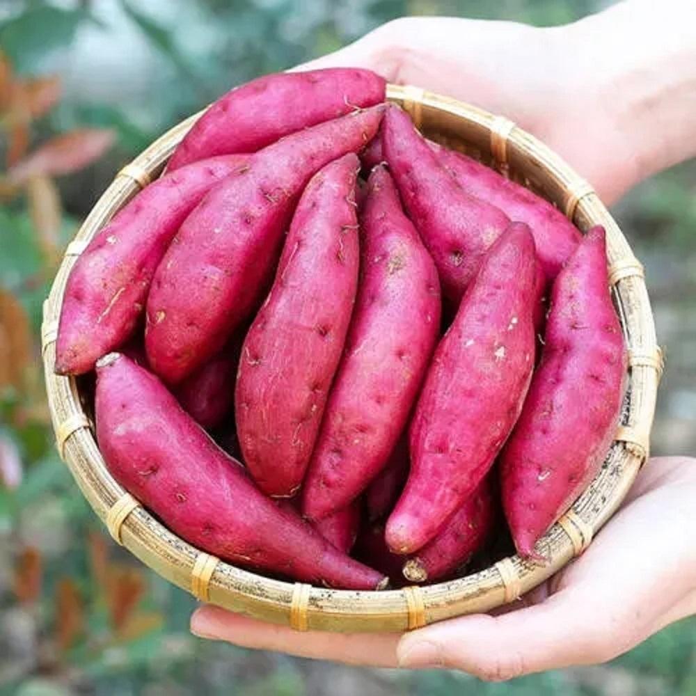 蔬菜|蔬菜还用买？拿个饮料瓶，撒点儿种子，10天就收获，一家人吃不完