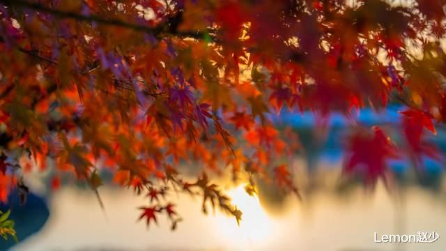 无锡|无锡深秋赏枫攻略，距离市区半个小时，这片红色枫树林绝美
