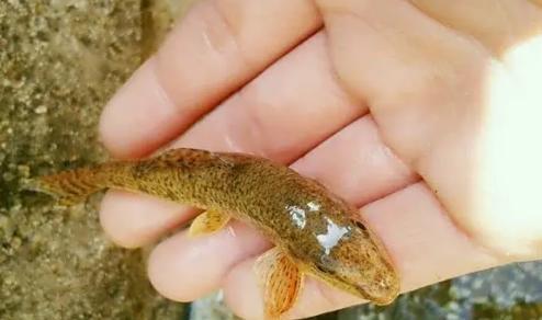 笋壳鱼|让钓鱼人咬牙切齿的“趴地虎”最大能长到多大？真的没有价值吗？