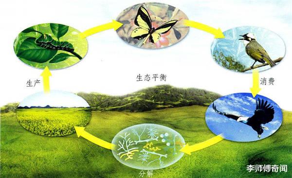 假如地球氧气含量从21%提升到90%,会发生什么?你可以骑着蜻蜓飞