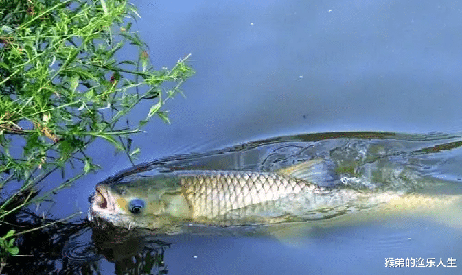 饵料|夏季天热鱼口差？4个技巧很关键，“吃透”之后哪里都能爆护