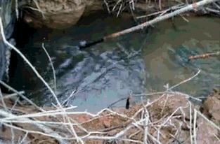 四川省|四川一男子野钓偶遇电鱼人，随后的做法被质疑，到底是怎么回事？