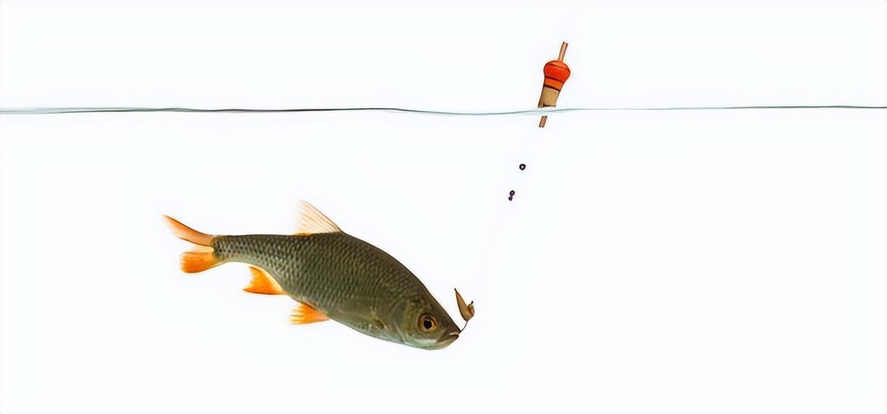 美国|冬季钓鲫鱼,钓鱼人心里存有八大纠结,做错一个都可能渔获惨淡