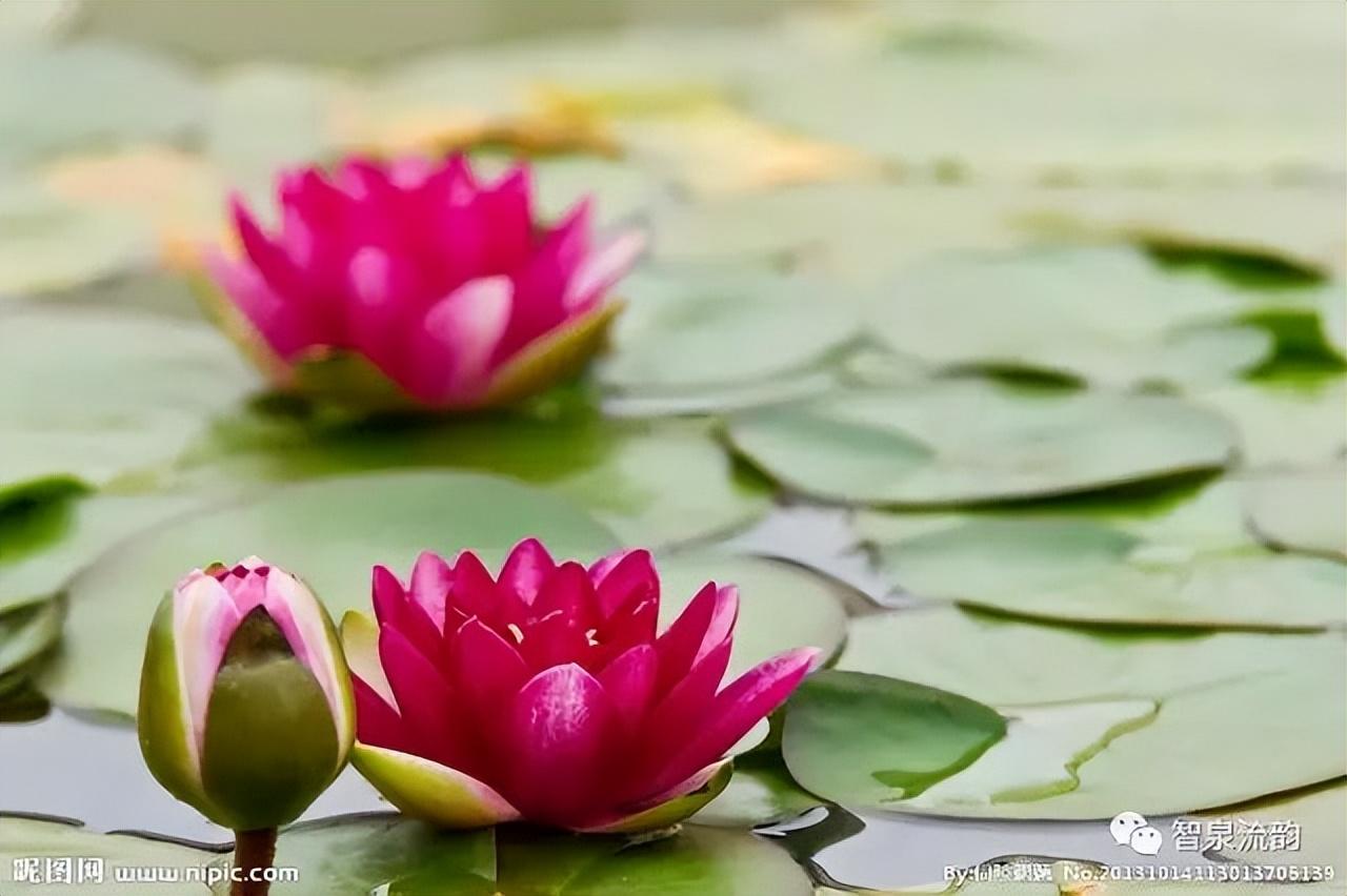 荷花|郭进拴|故乡的抱玉河