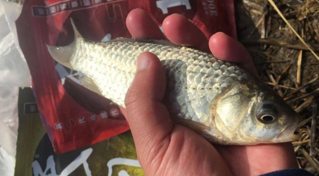 |春天到了，什么时候钓浅什么时候钓深？钓浅的两个技巧