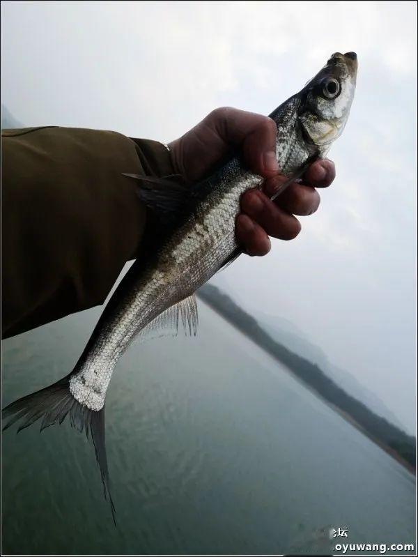 饵料|深水翘嘴最过瘾