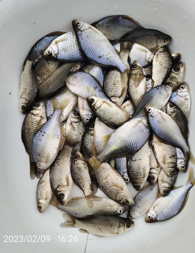 鲫鱼|上游放水下游涨,逐鹿发威小爆盆