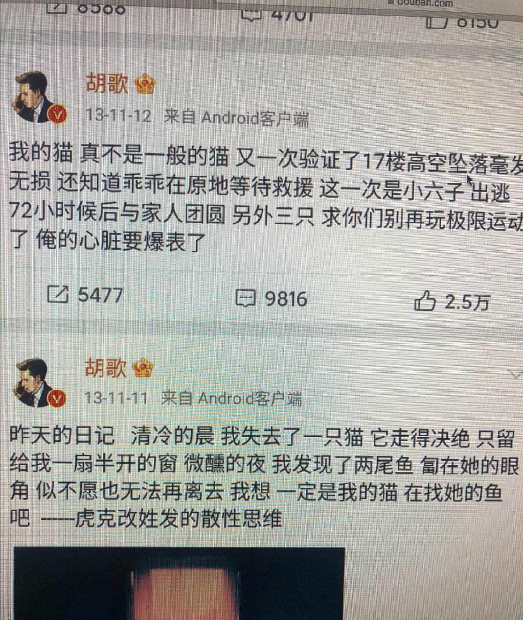 胡歌|胡歌爱猫人设疑似崩塌,养猫不封窗出事故,和老婆因猫结缘被嘲讽