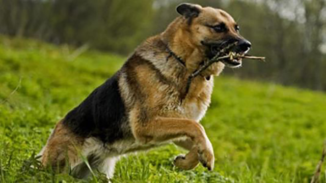 古代没有疫苗如何治疗狂犬病?老祖宗方法看似荒谬,却真的能治愈