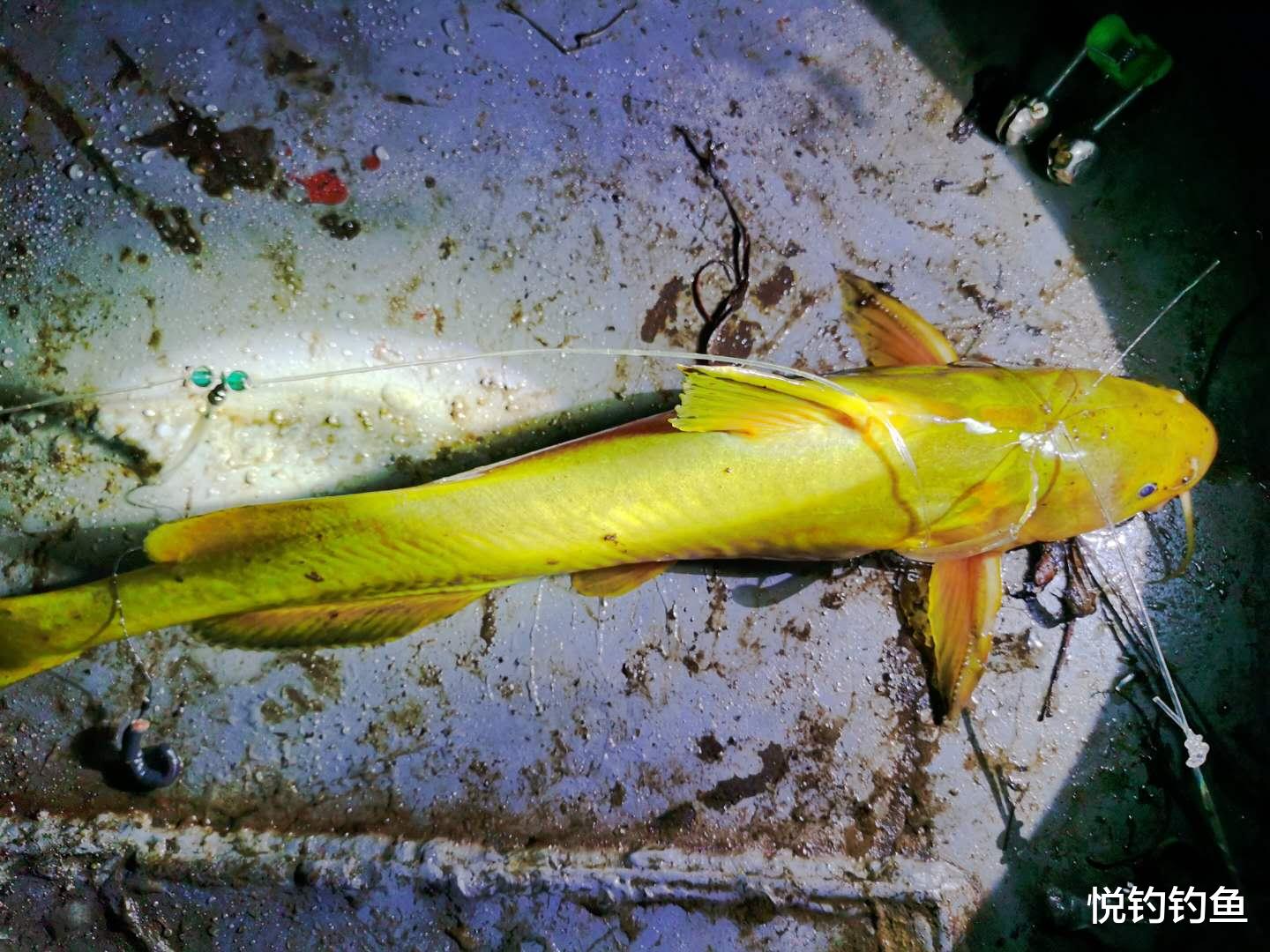 |夜钓小沟,就在我要打道回府之时,竟钓上来这么多条虎皮嘎牙子