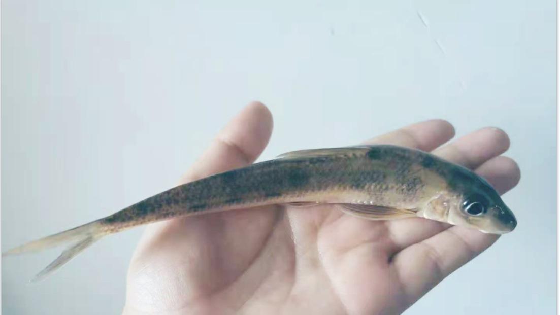 |这五种鱼，如果你曾触摸过其中四种鱼，你就是在河边长大的