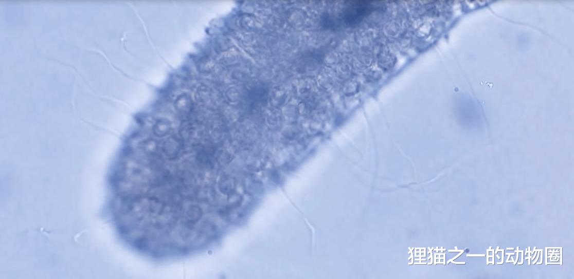 软弱无力的海蛞蝓却能抢走别人武器,并为己所用的?怎么做到的?
