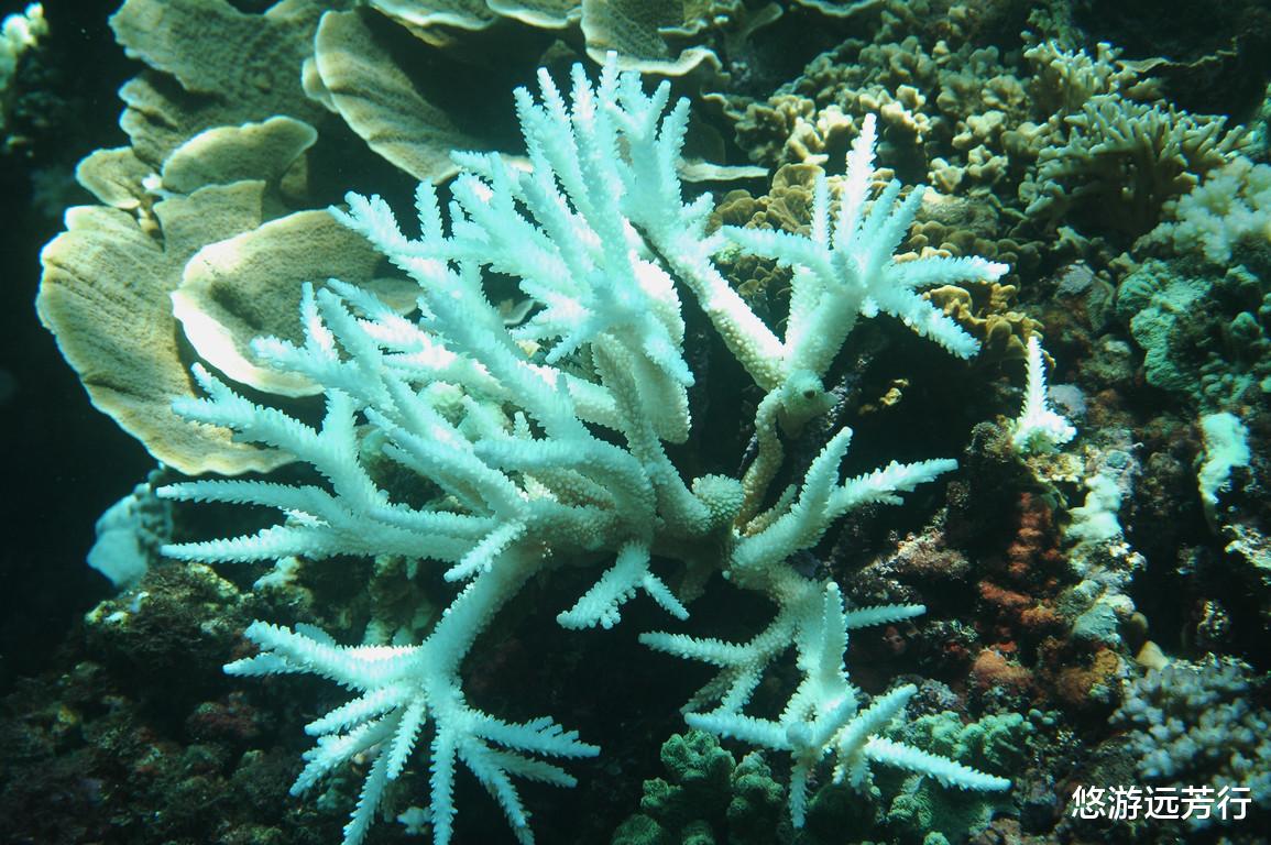 科学家警告:种种迹象表明,地球可能正进入第六次生物大灭绝