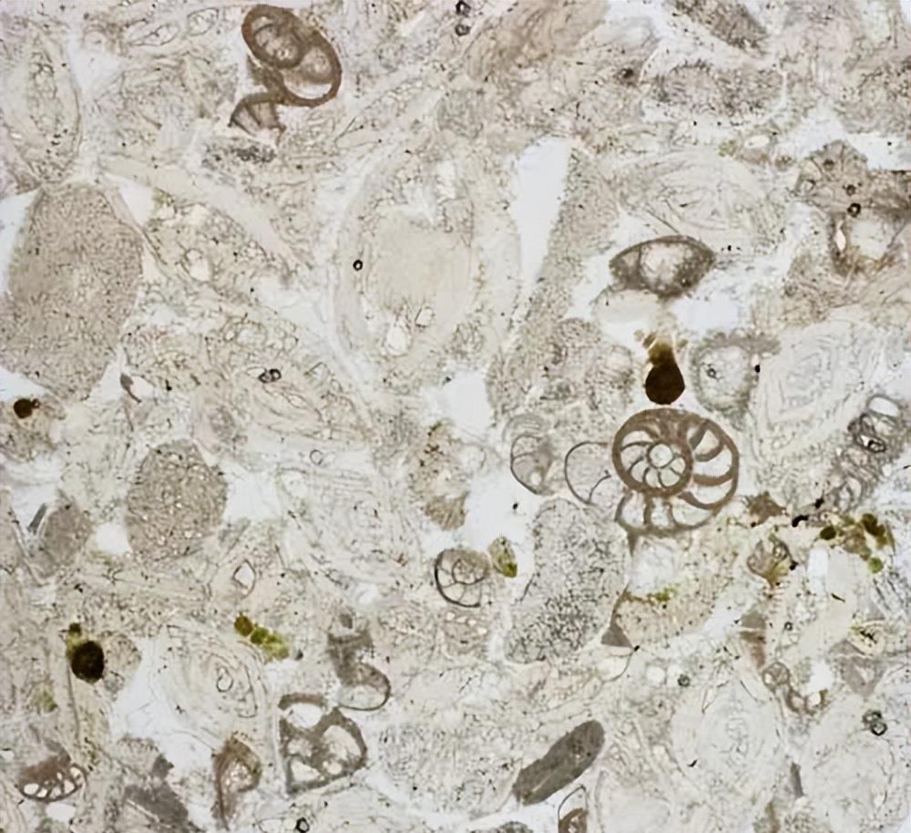 我们为何关心生物灭绝?