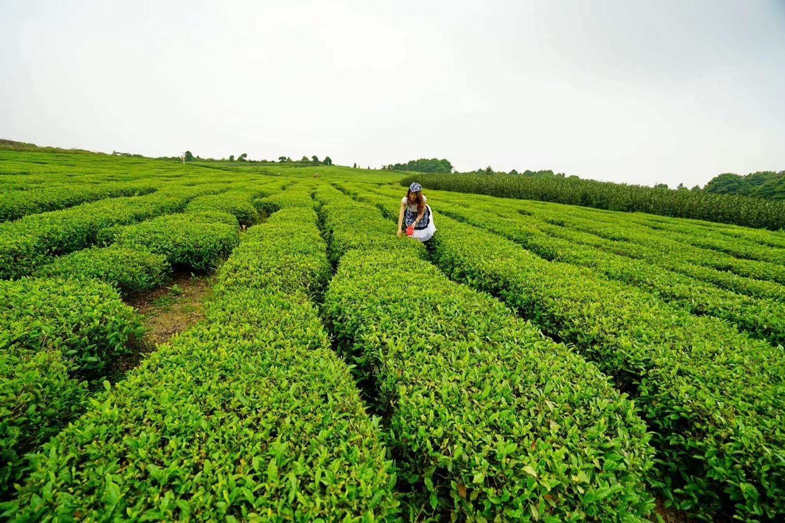 自驾|毕业季、就业季，自驾苍南，10大美景任你挑，在山海间，放松一下