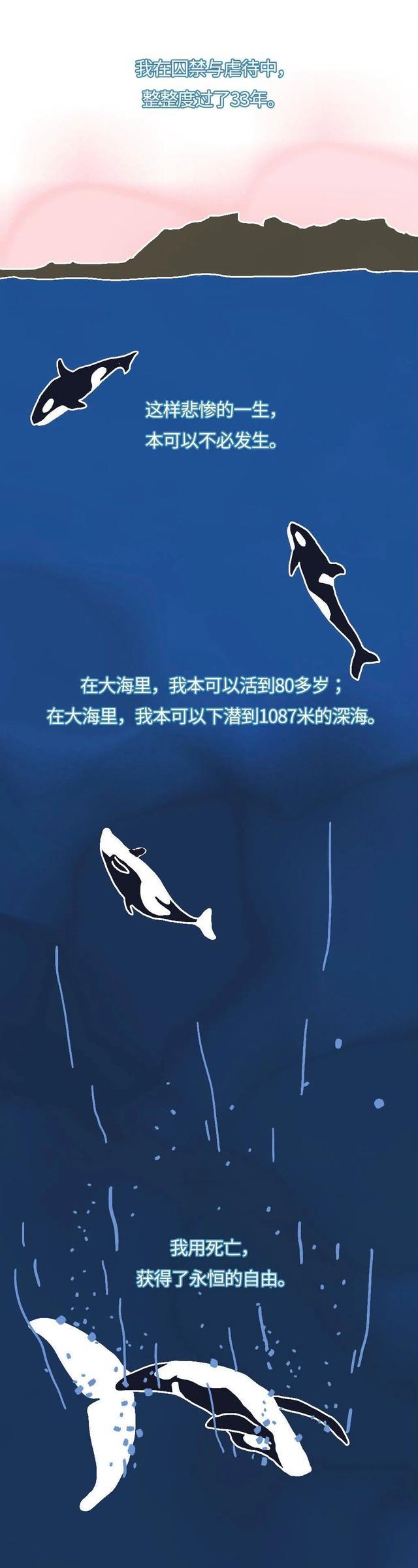 与人类友好的虎鲸,为何变身“杀人鲸”?(漫画科普)真相痛心!
