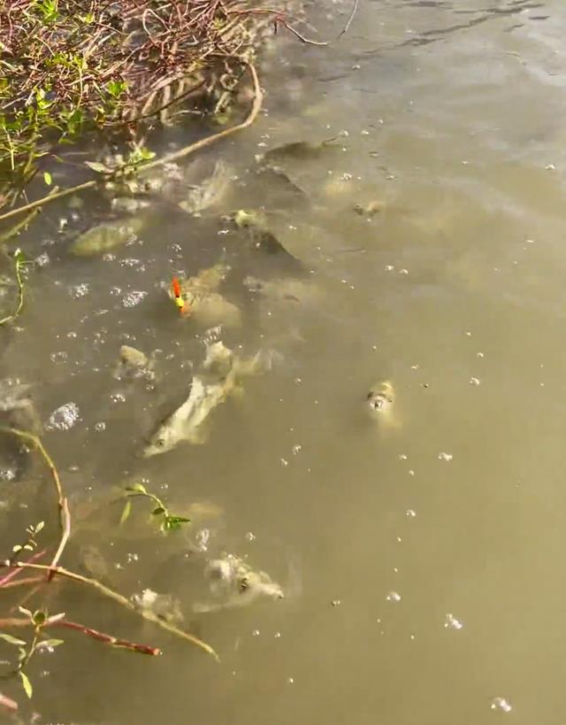 安徽|安徽男子野塘钓鱼一天无口,快走时鱼全浮出水面,网友:嘲讽你呢