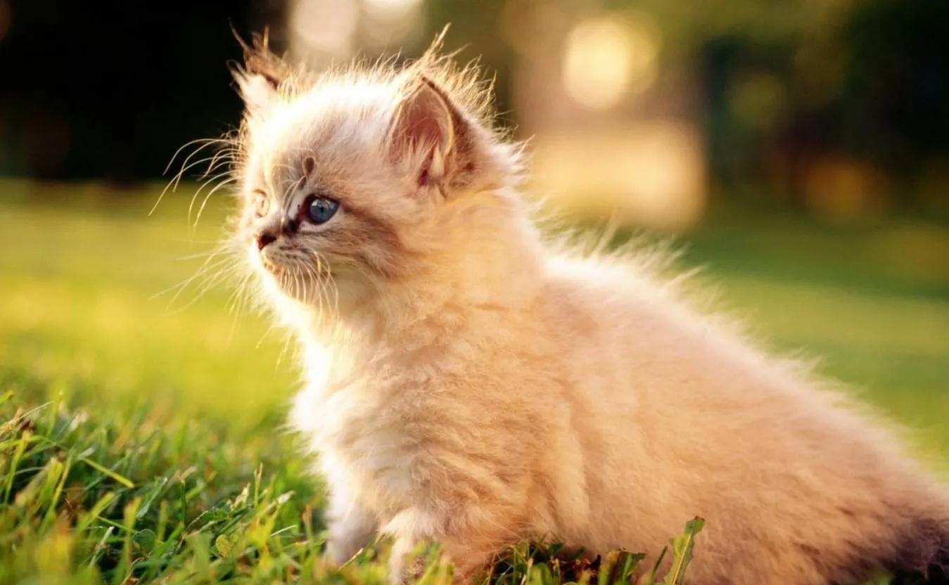 为了繁殖,动物们有多拼?猫的生殖器带刺,鸭子进化出螺旋结构